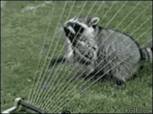 Giada Marino Raccoon